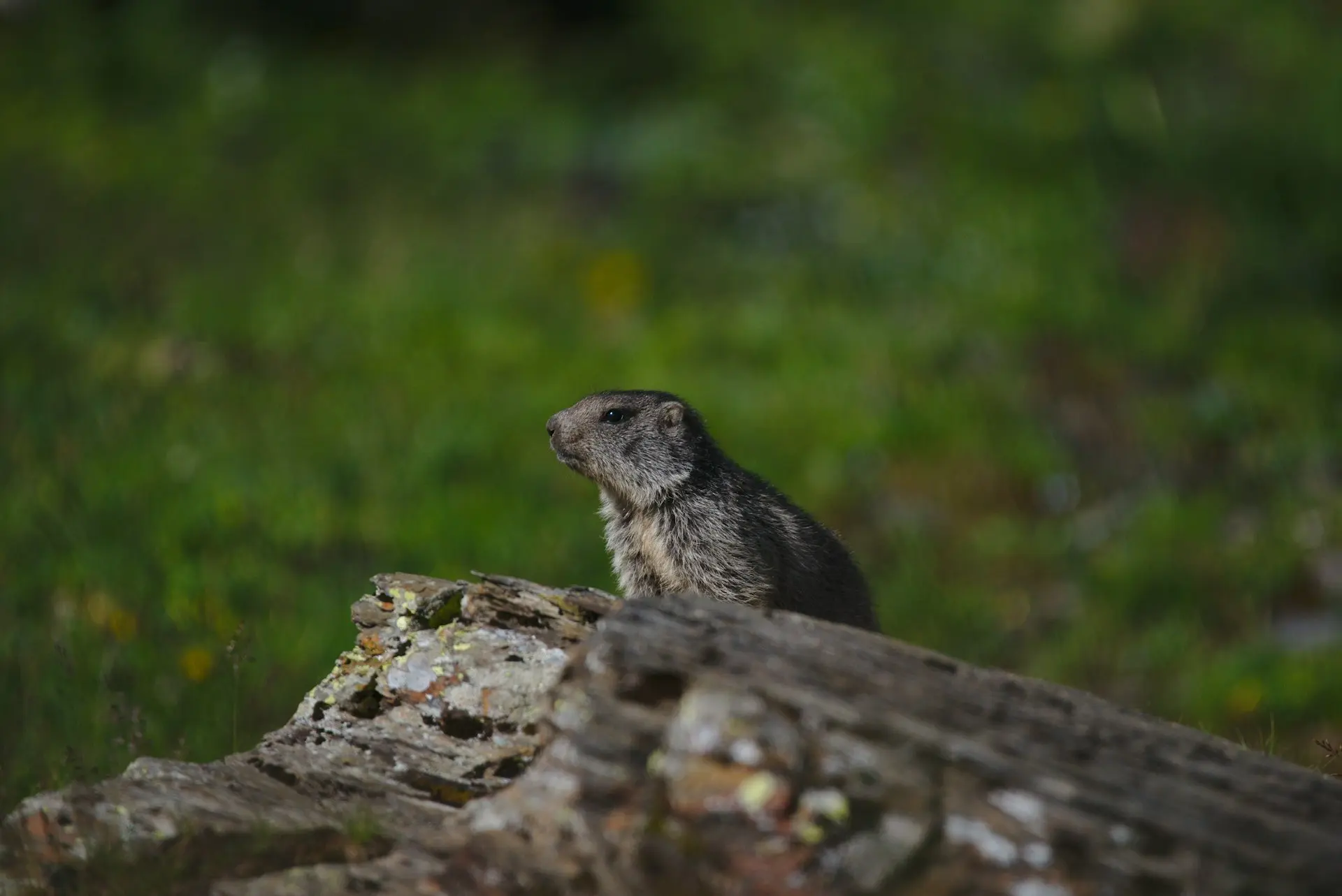 a small animal on a log